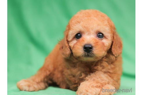 成約済の東京都のトイプードル-203750の2枚目